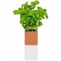 Evergreen Terracotta Herbpot Small